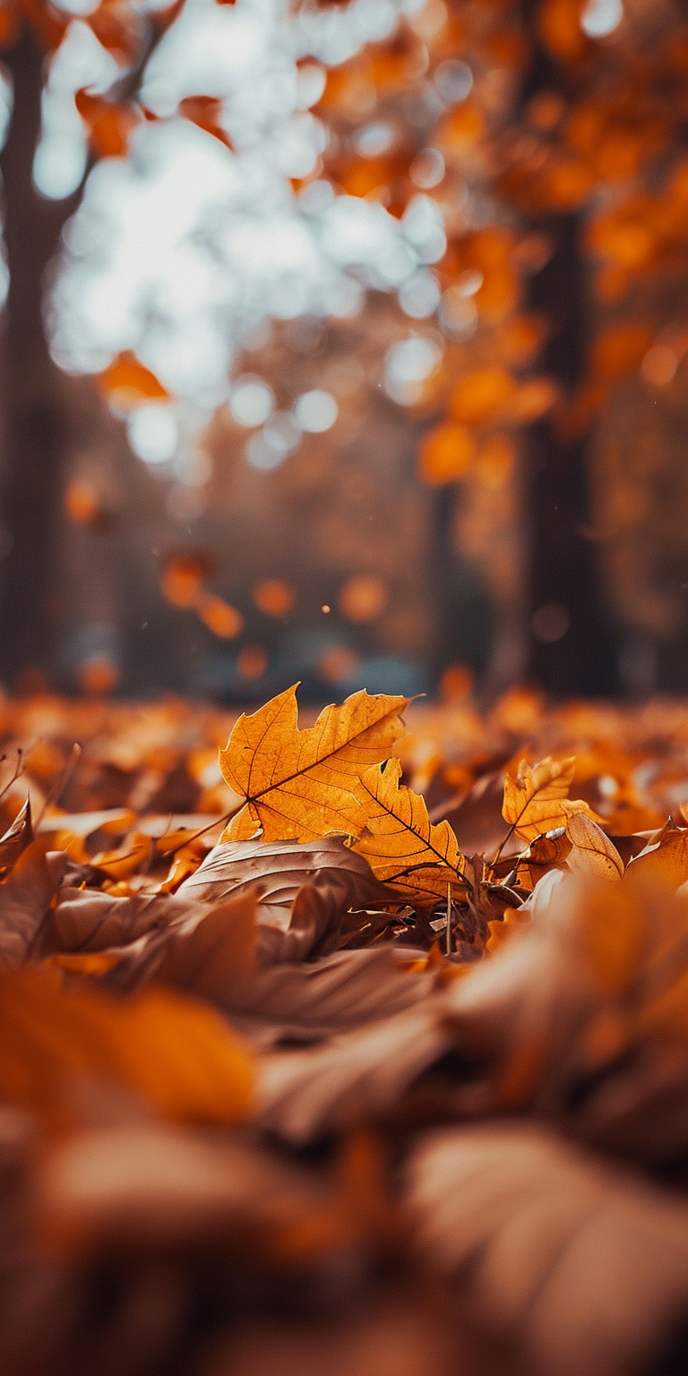 Beautiful Fall Wallpapers Walk in the Forest – cute-animal-world.com